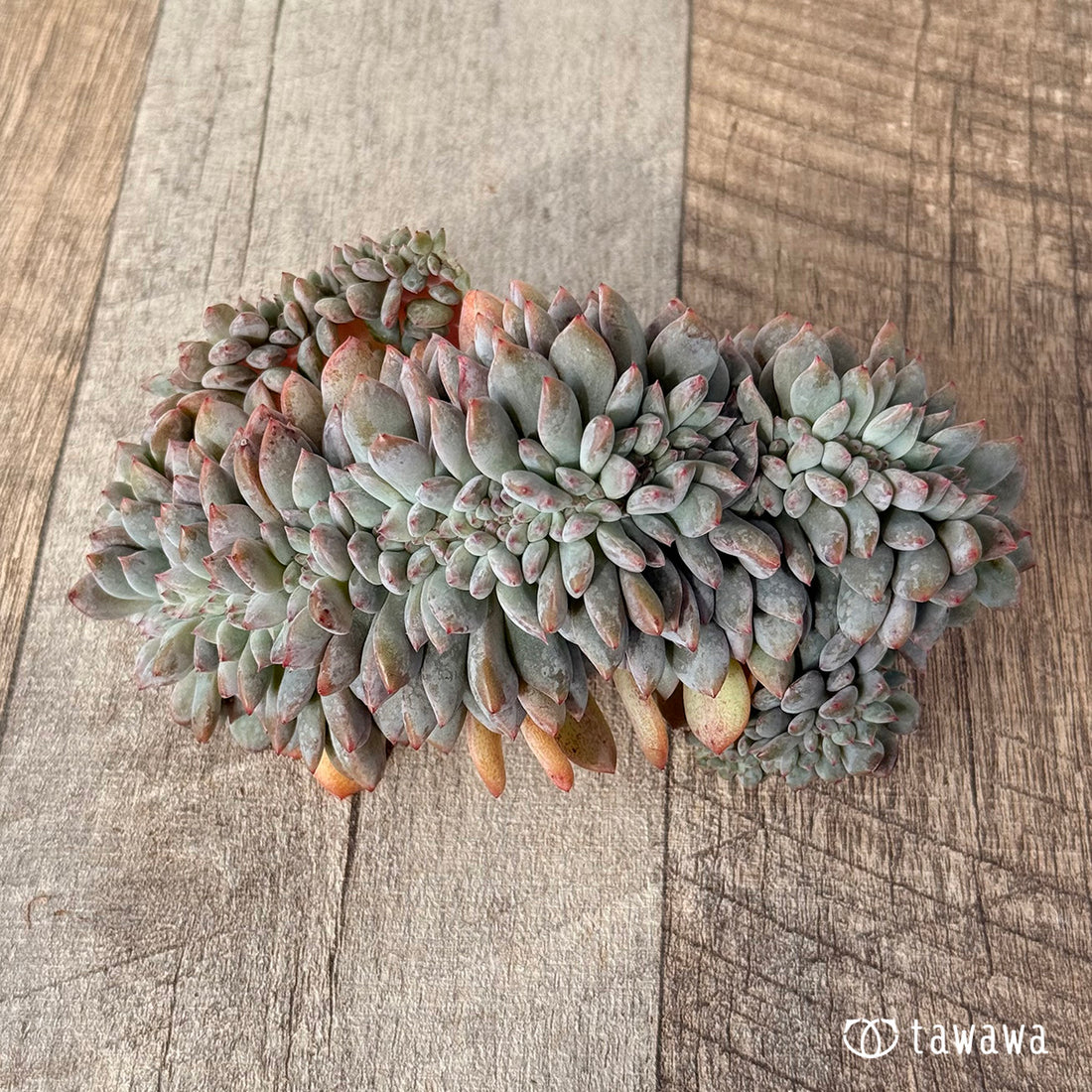 New Arrivals: Ice Green