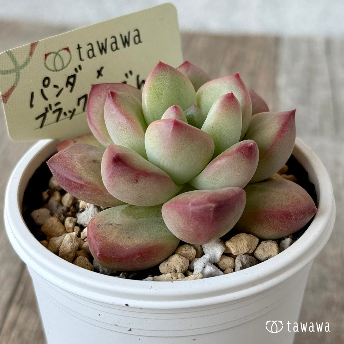 パンダ×ブラックローズhyb（花村農園）【tawawaハウス苗】