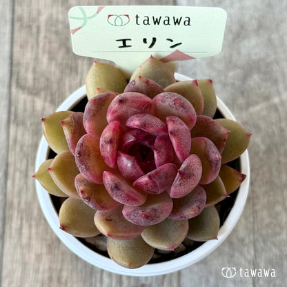 エリン【tawawaハウス苗】