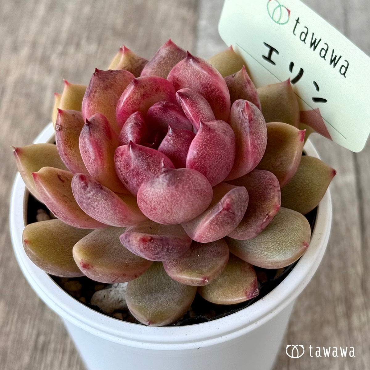 エリン【tawawaハウス苗】