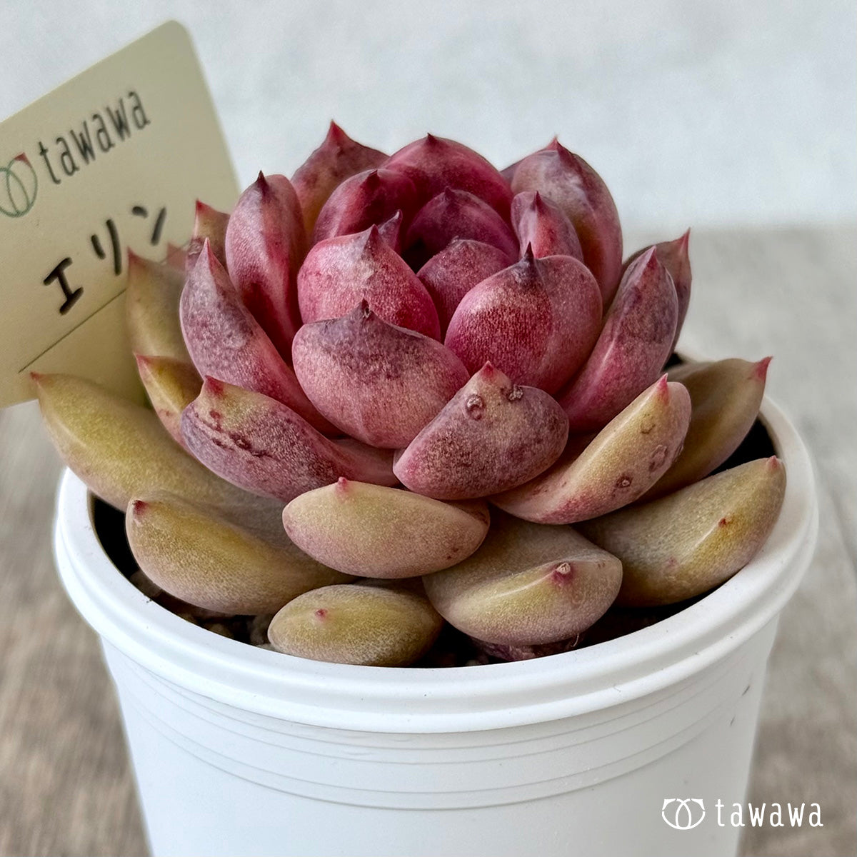 エリン【tawawaハウス苗】