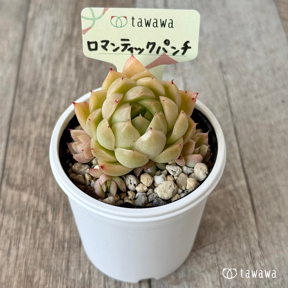 ＊新発売＊　ロマンティックパンチ１【tawawaハウス苗】