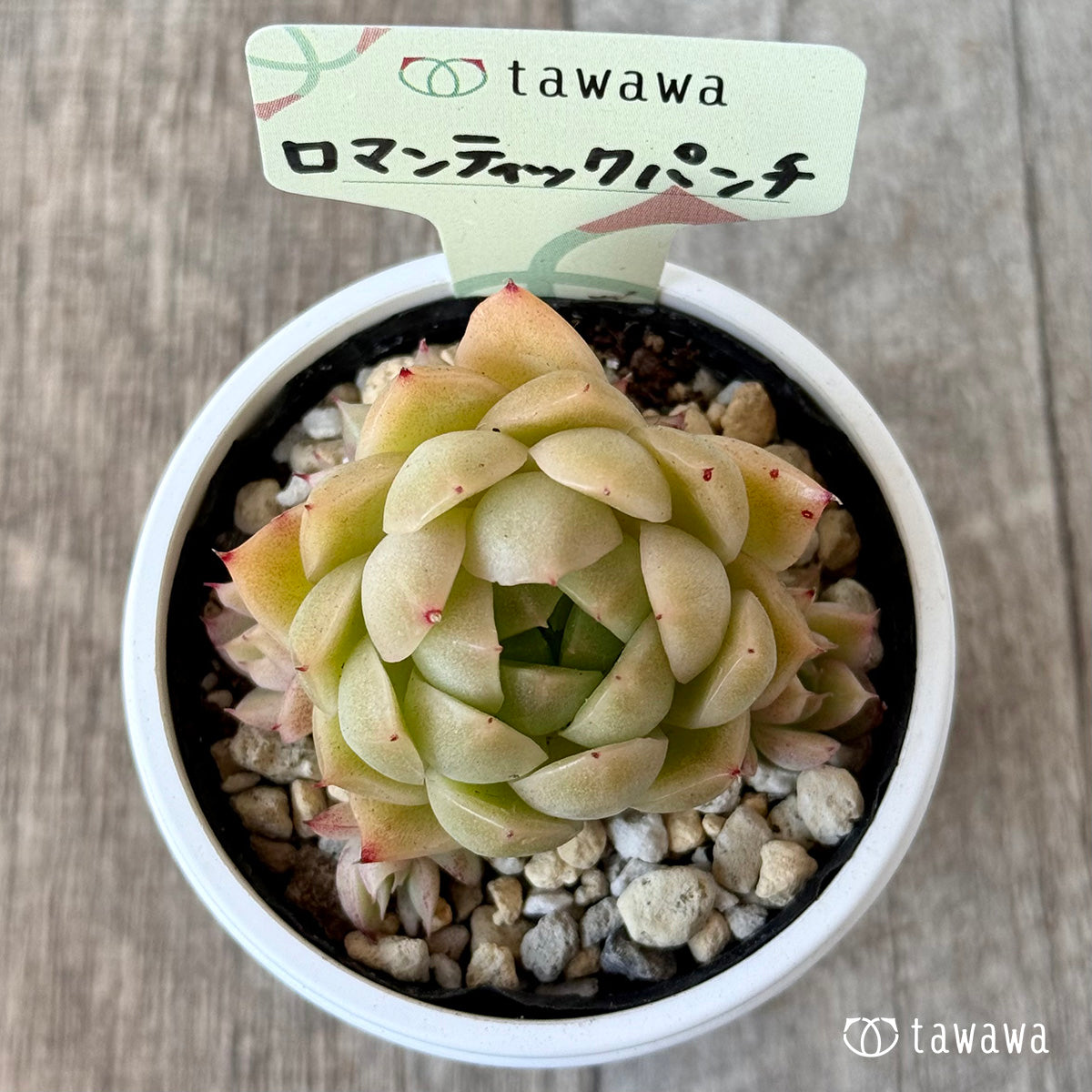 ＊新発売＊　ロマンティックパンチ１【tawawaハウス苗】