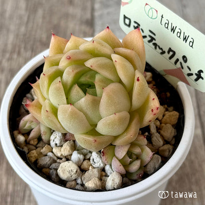 ＊新発売＊　ロマンティックパンチ１【tawawaハウス苗】