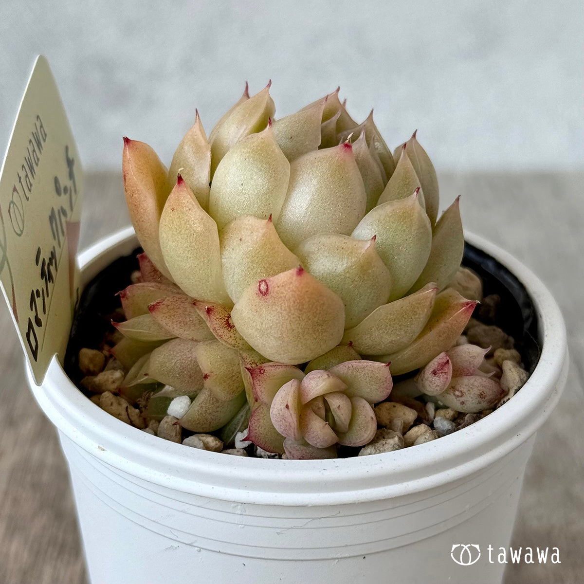 ＊新発売＊　ロマンティックパンチ１【tawawaハウス苗】