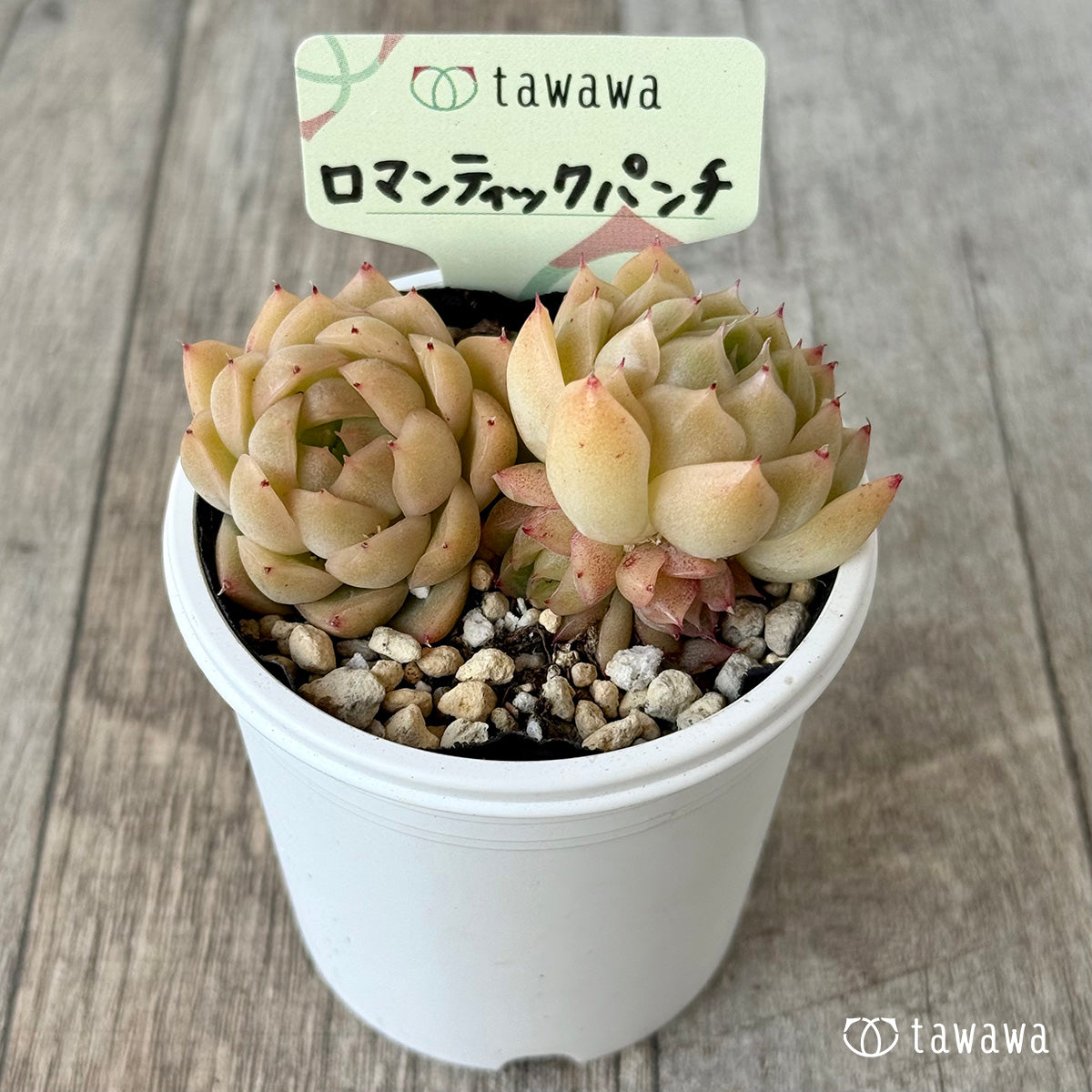 ＊新発売＊　ロマンティックパンチ２【tawawaハウス苗】