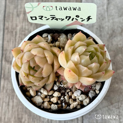 ＊新発売＊　ロマンティックパンチ２【tawawaハウス苗】