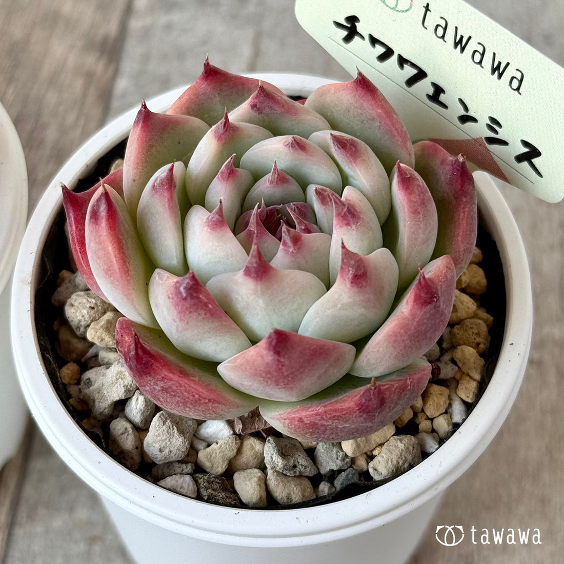 Chihuahuaensis Chihuahuaensis