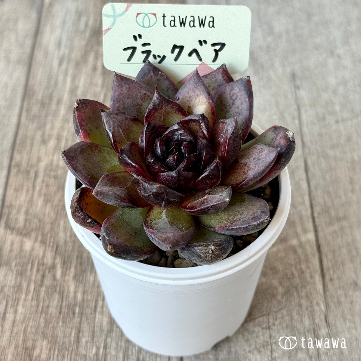 ブラックベア【tawawaハウス苗】 – 多肉植物の通販・販売サイト tawawa