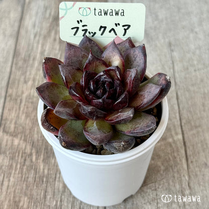 Black Bear [Tawawa House Seedlings]