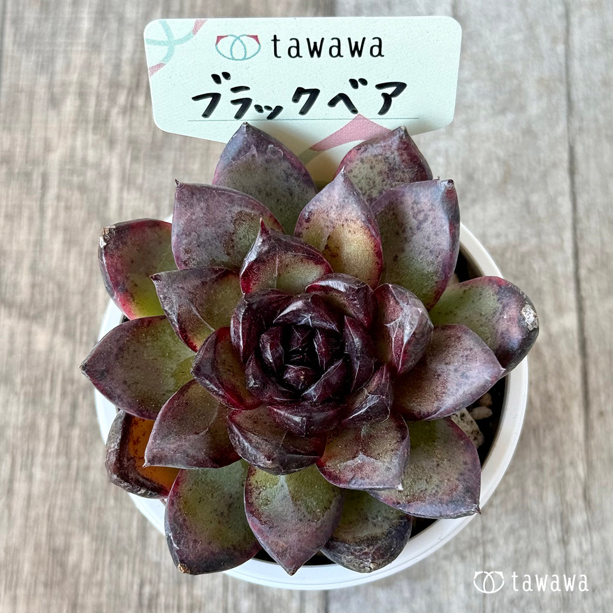 ブラックベア【tawawaハウス苗】 – 多肉植物の通販・販売サイト tawawa