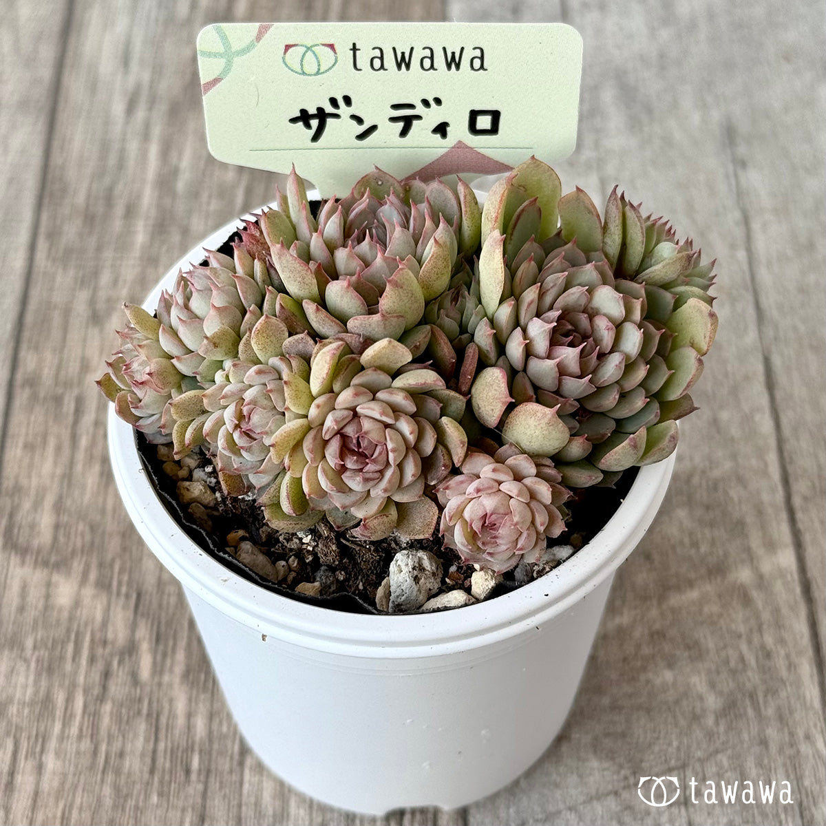 ザンディロ１（エアーマジック農園）【tawawaハウス苗】