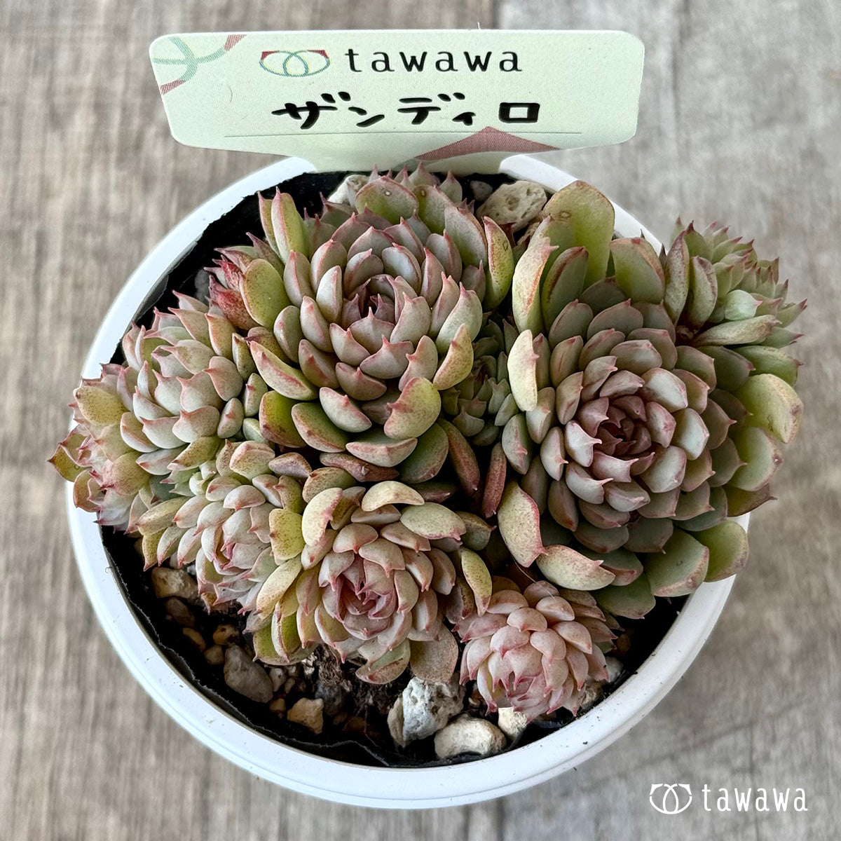 ザンディロ１（エアーマジック農園）【tawawaハウス苗】