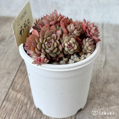 ＊ザンディロ２（エアーマジック農園）【tawawaハウス苗】