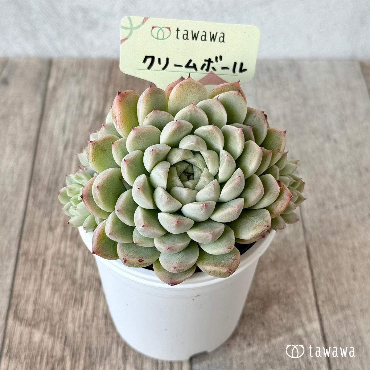 クリームボール１（エアーマジック農園）【tawawaハウス苗】