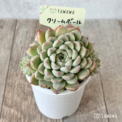 クリームボール１（エアーマジック農園）【tawawaハウス苗】