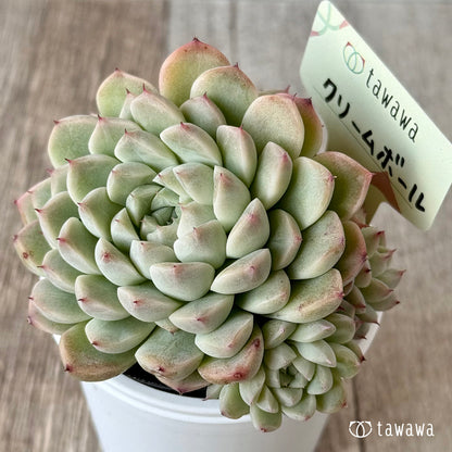 クリームボール１（エアーマジック農園）【tawawaハウス苗】