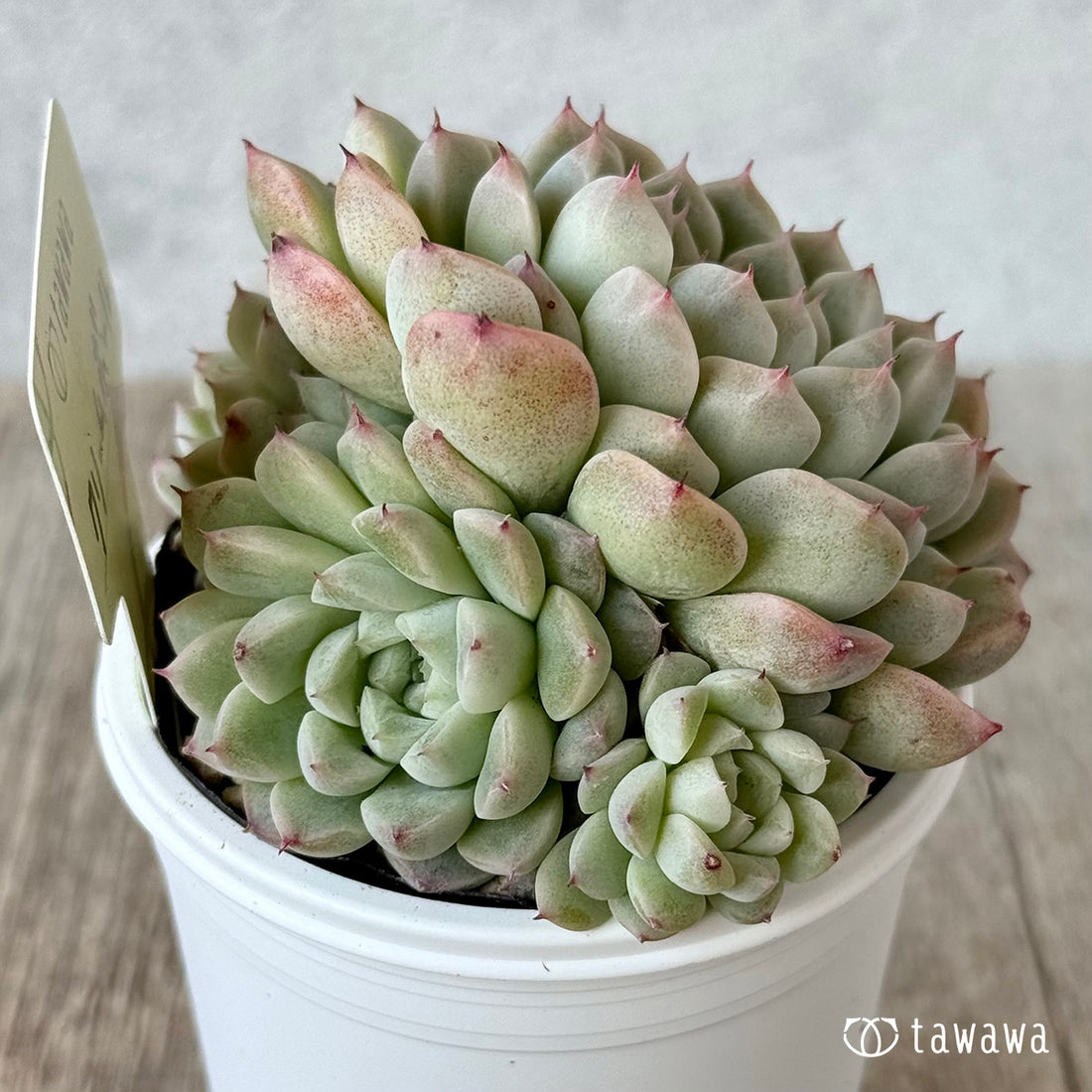 クリームボール１（エアーマジック農園）【tawawaハウス苗】