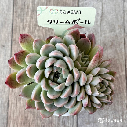 クリームボール２（エアーマジック農園）【tawawaハウス苗】