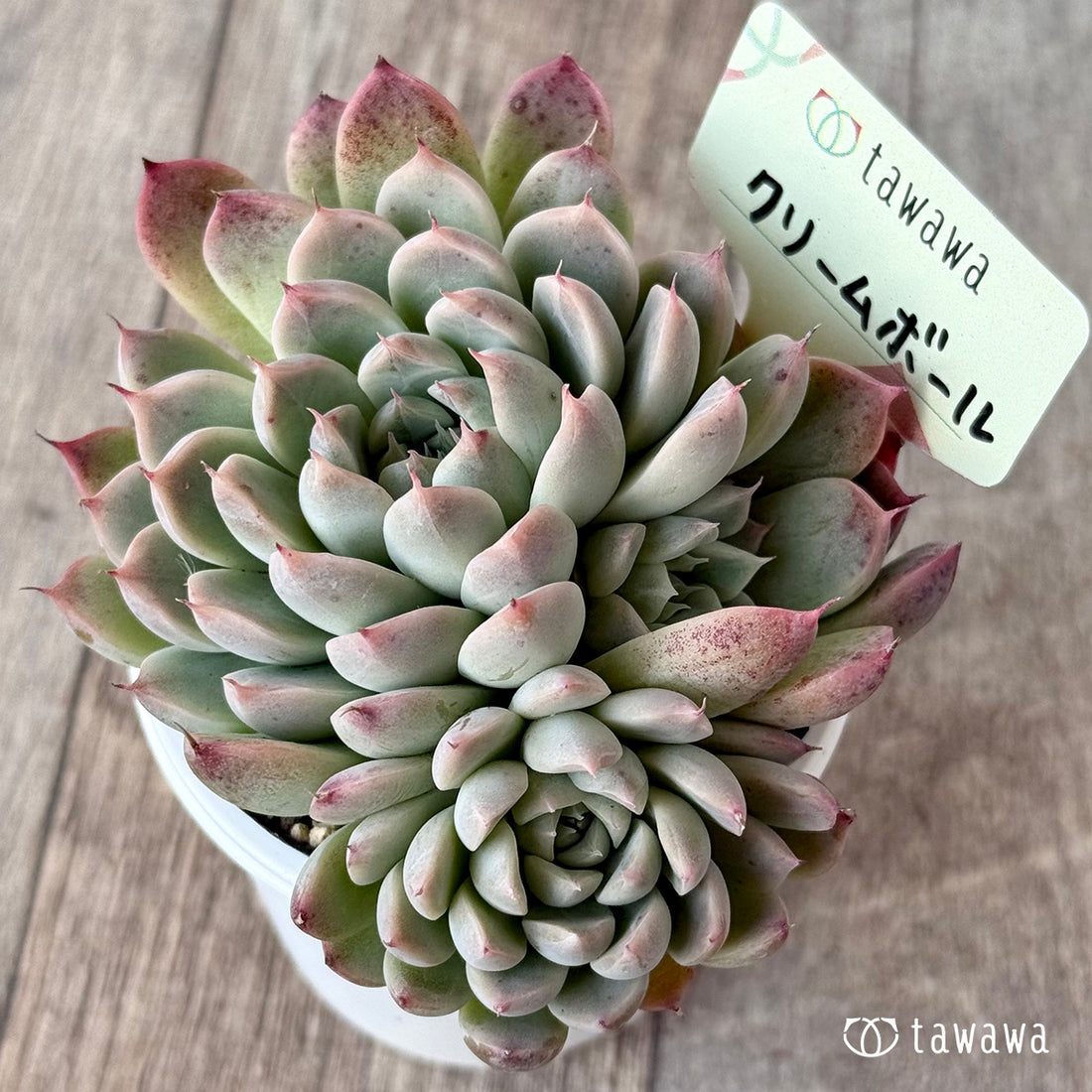 クリームボール2(エアーマジック農園)【tawawaハウス苗】