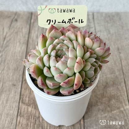 クリームボール３（エアーマジック農園）【tawawaハウス苗】