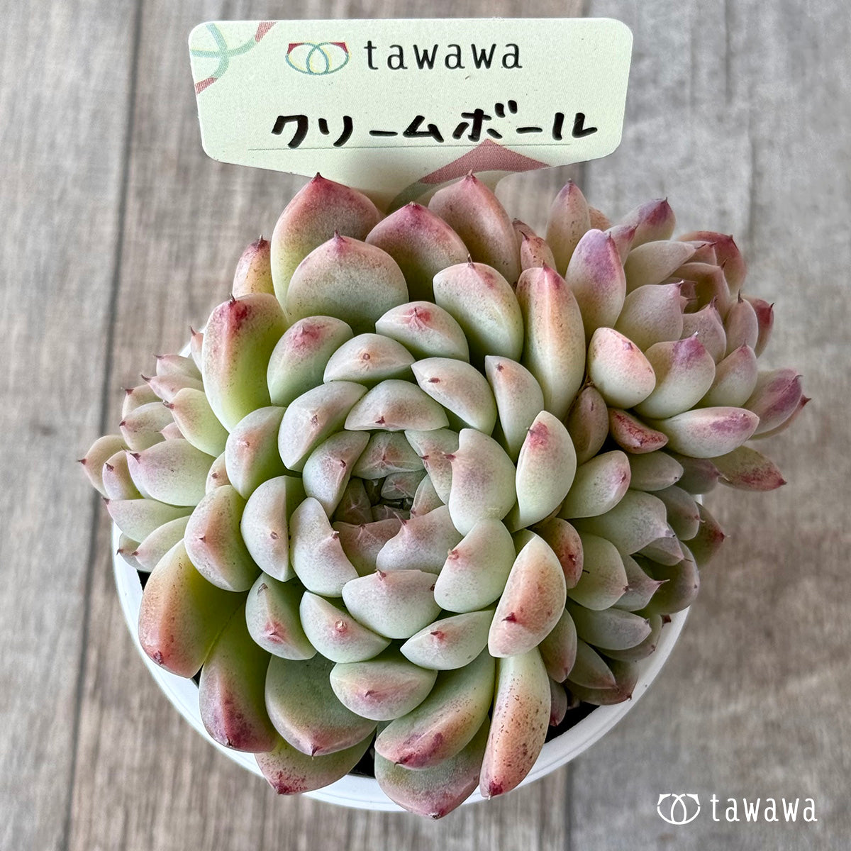 クリームボール３（エアーマジック農園）【tawawaハウス苗】