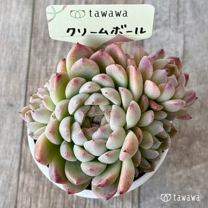 クリームボール３（エアーマジック農園）【tawawaハウス苗】