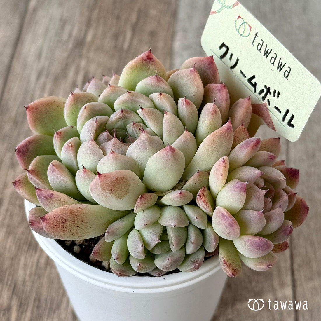 クリームボール３（エアーマジック農園）【tawawaハウス苗】