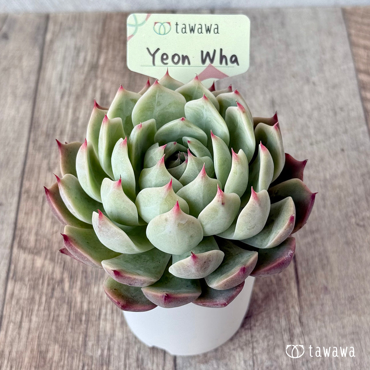 Yeon Wha 1 (Air Magic Farm) [Tawawa House Seedlings]
