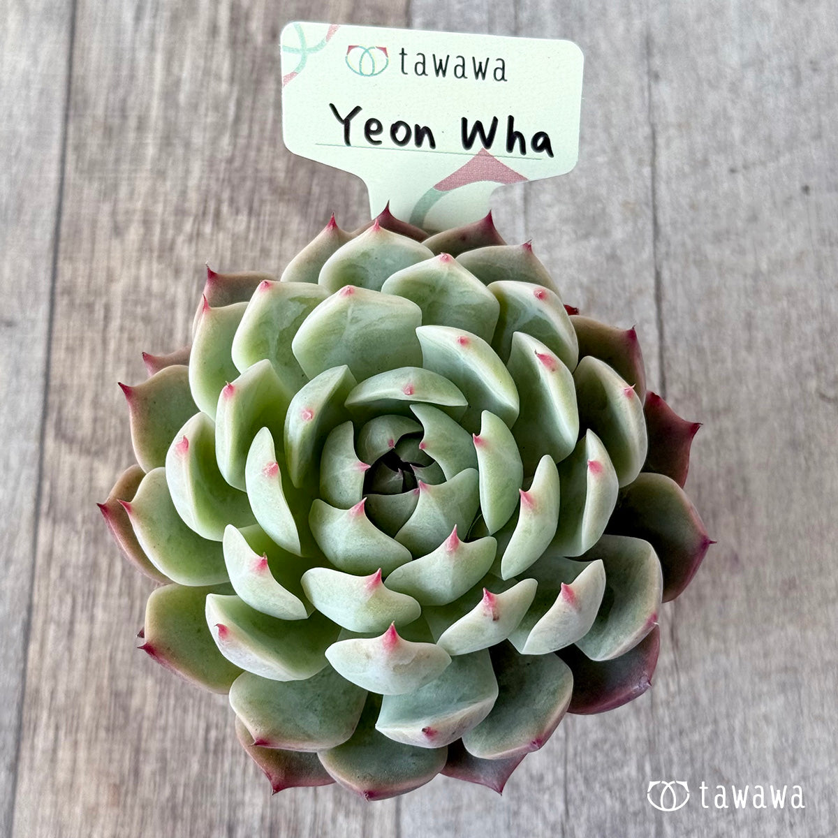 Yeon Wha 1 (Air Magic Farm) [Tawawa House Seedlings]