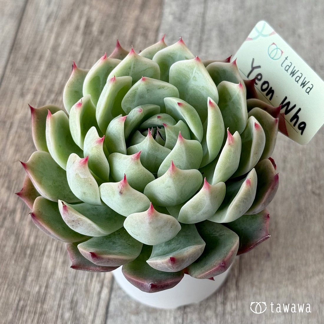 *新発売* Yeon Wha1(エアーマジック農園)【tawawaハウス苗】