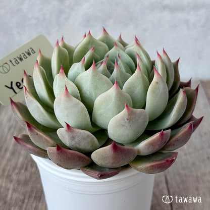 ＊新発売＊　Yeon Wha１（エアーマジック農園）【tawawaハウス苗】