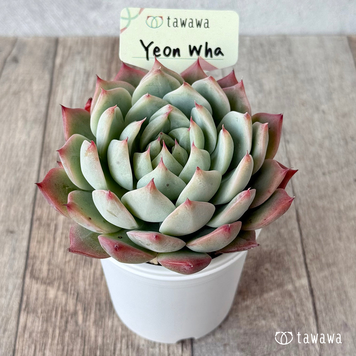 ＊新発売＊　Yeon Wha２（エアーマジック農園）【tawawaハウス苗】