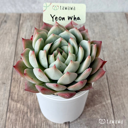 ＊新発売＊　Yeon Wha２（エアーマジック農園）【tawawaハウス苗】