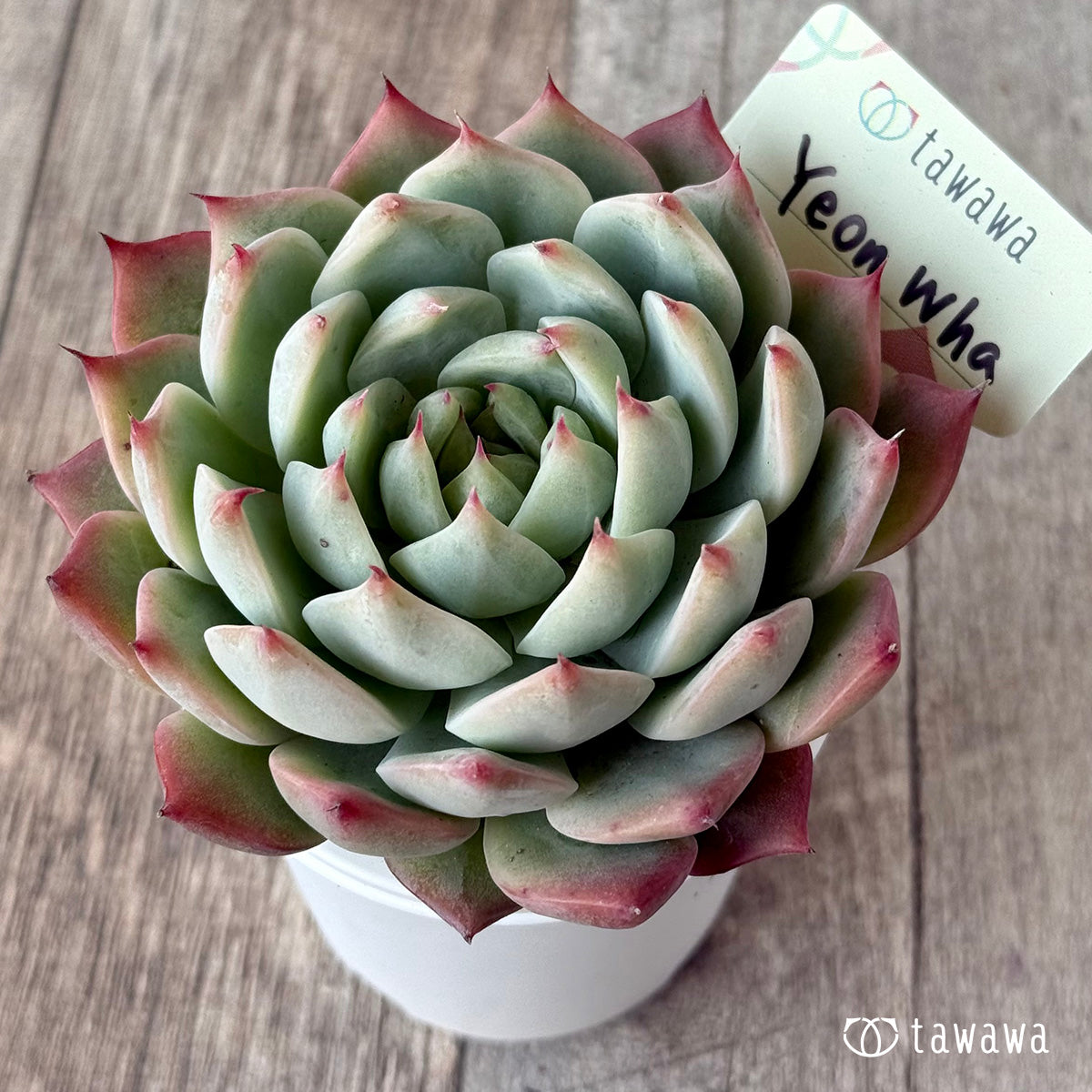 ＊新発売＊　Yeon Wha２（エアーマジック農園）【tawawaハウス苗】