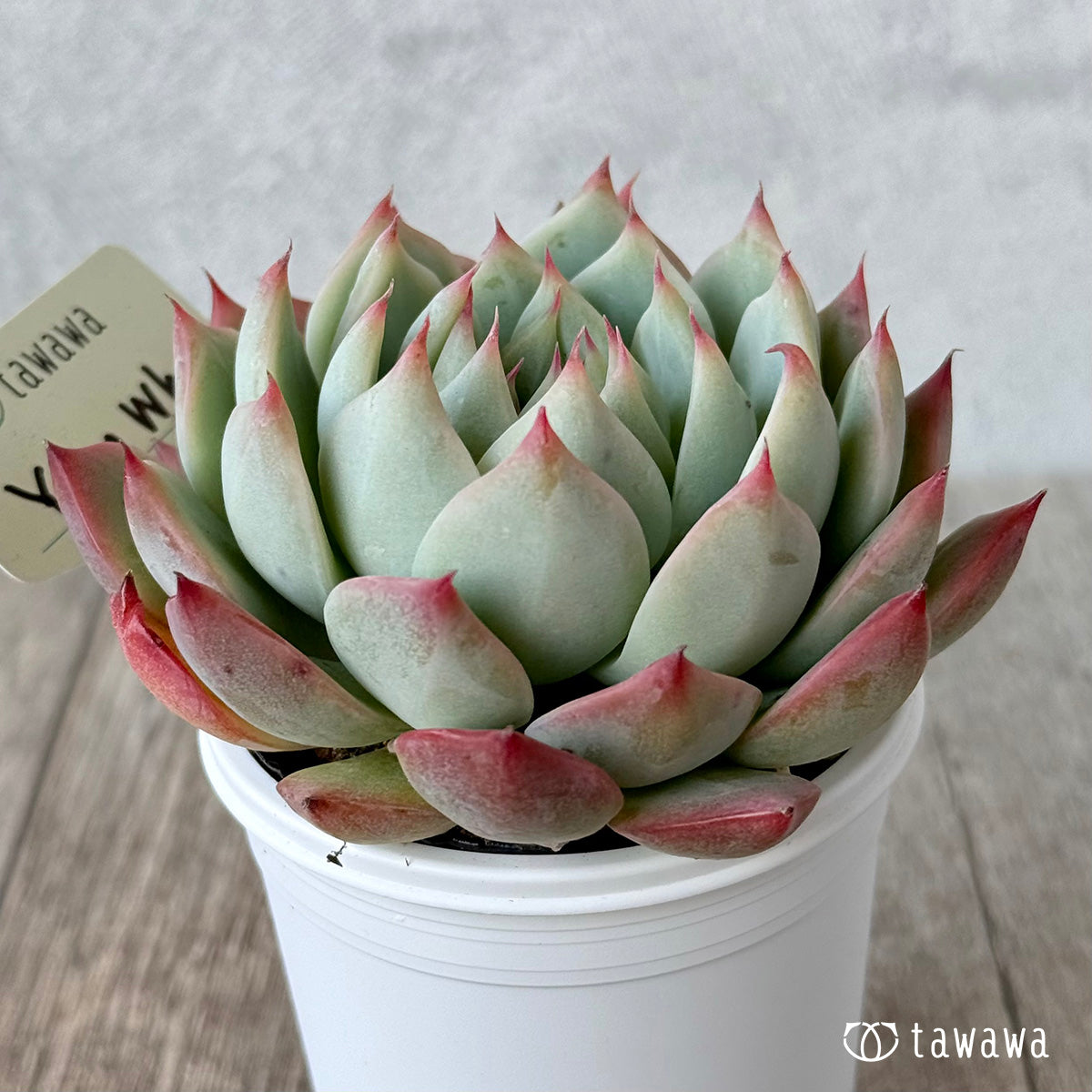 ＊新発売＊　Yeon Wha２（エアーマジック農園）【tawawaハウス苗】