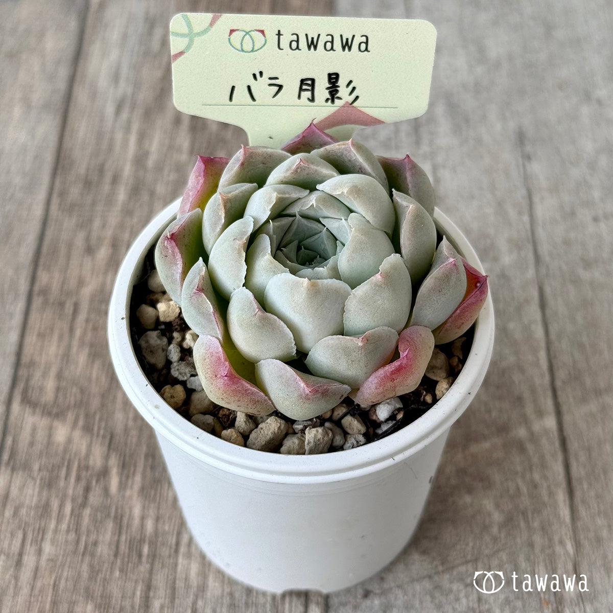 バラ月影【tawawaハウス苗】