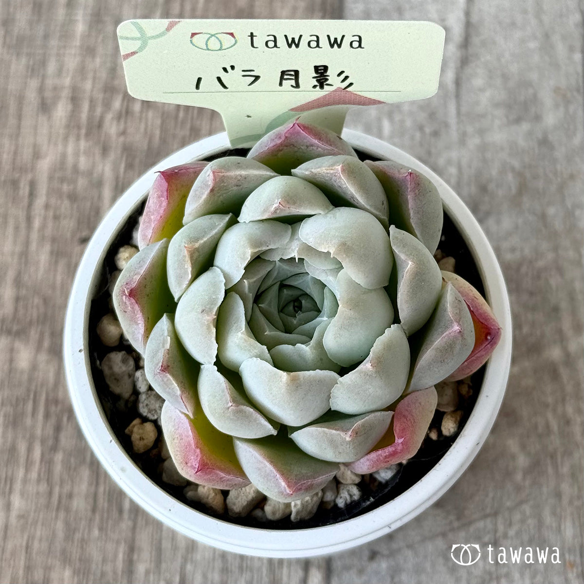 バラ月影【tawawaハウス苗】