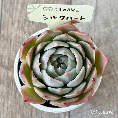 シルクハート（エアーマジック農園）【tawawaハウス苗】