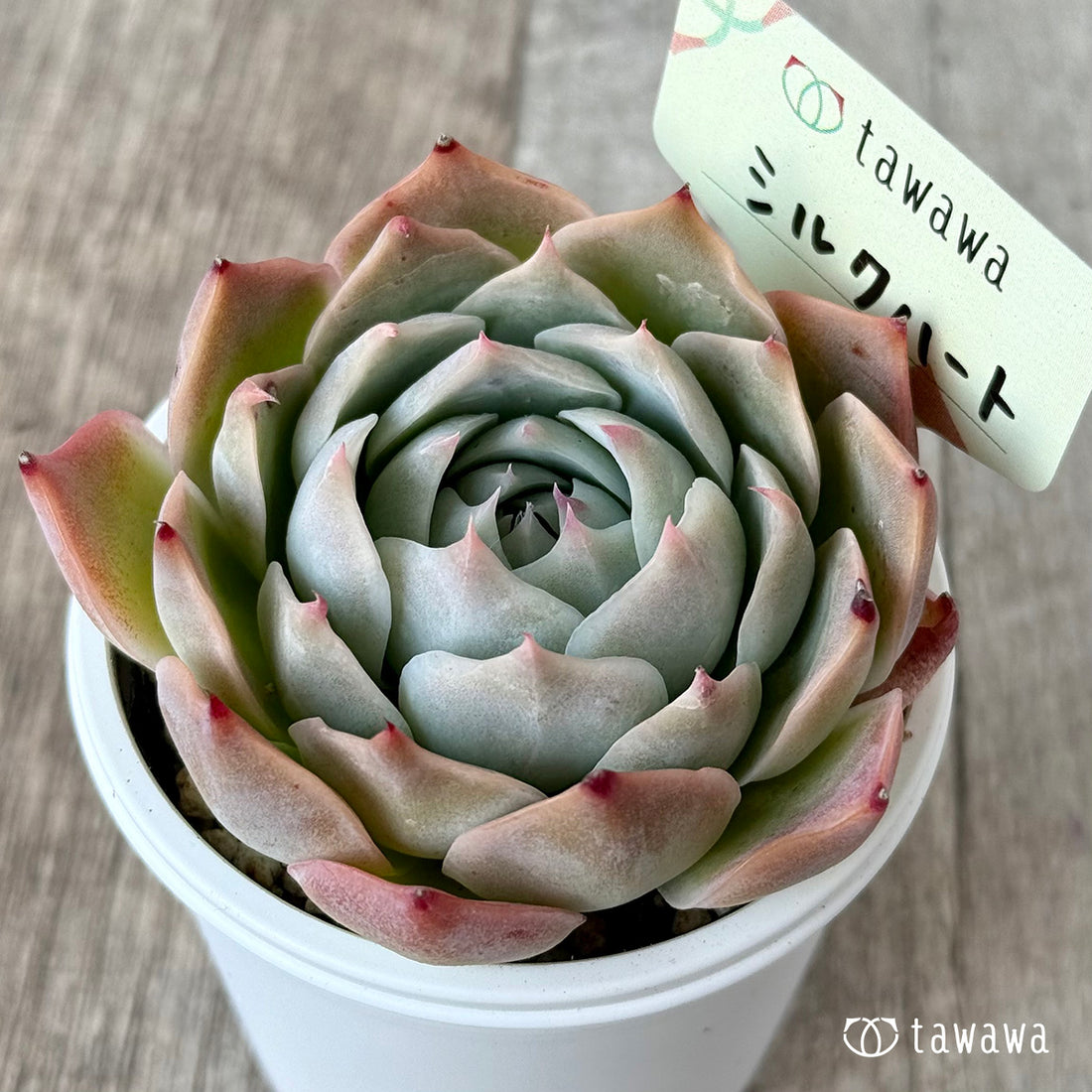 シルクハート（エアーマジック農園）【tawawaハウス苗】