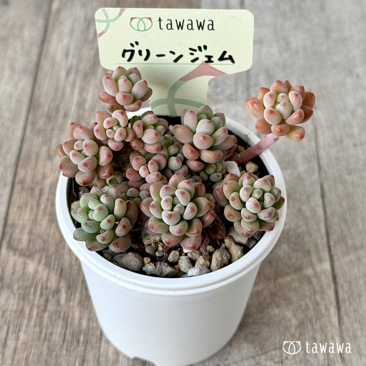 グリーンジェム【tawawaハウス苗】