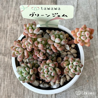 グリーンジェム【tawawaハウス苗】