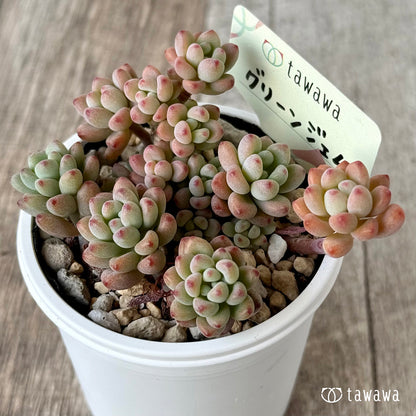 グリーンジェム【tawawaハウス苗】