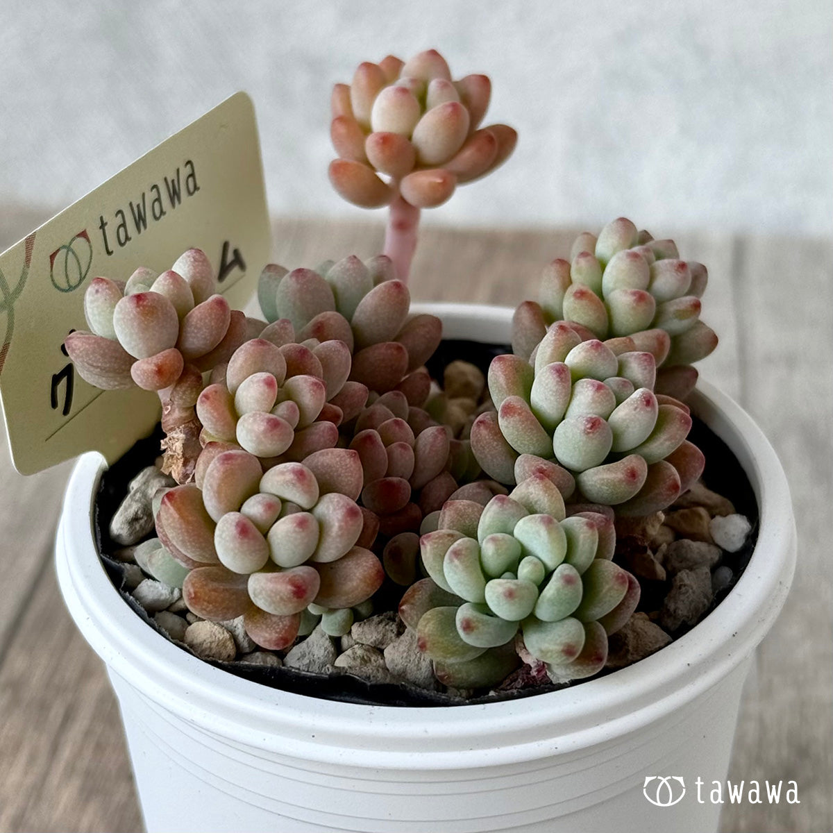 グリーンジェム【tawawaハウス苗】