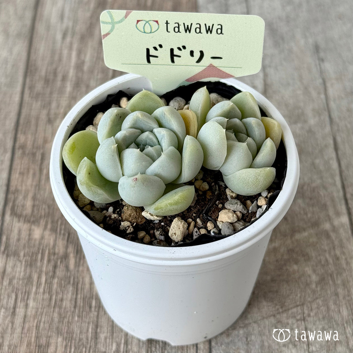 ドドリー【tawawaハウス苗】