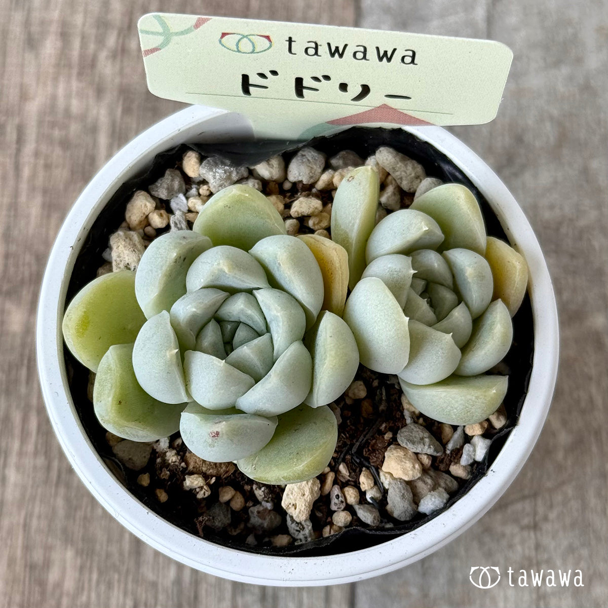 ドドリー【tawawaハウス苗】