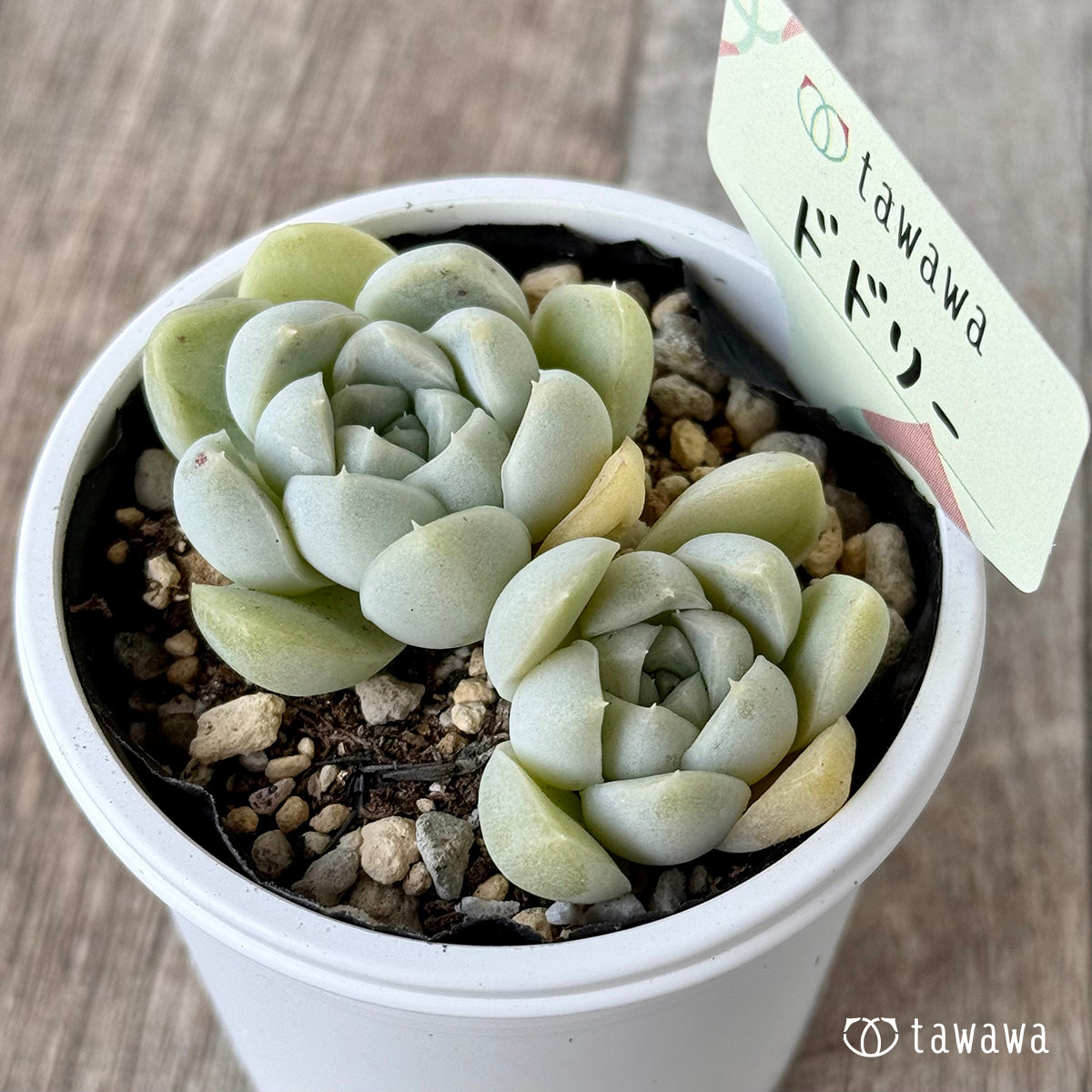 Dodori [Tawawa House Seedling]