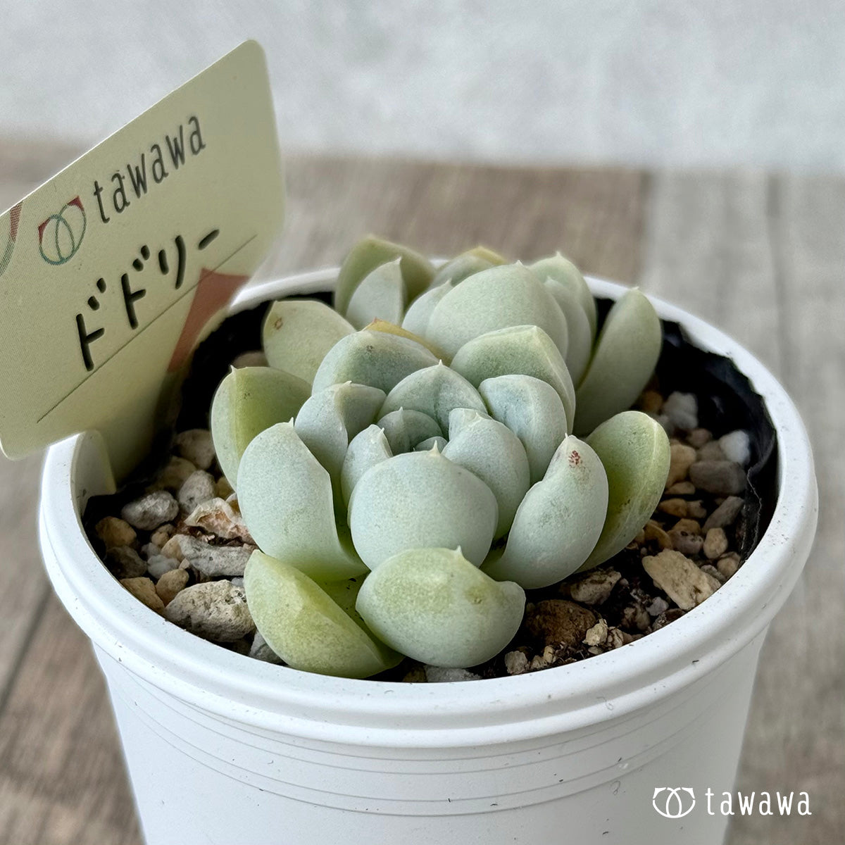 ドドリー【tawawaハウス苗】