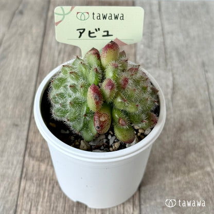 アビユ【tawawaハウス苗】
