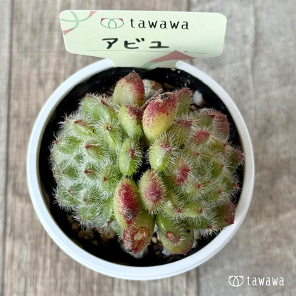 アビユ【tawawaハウス苗】